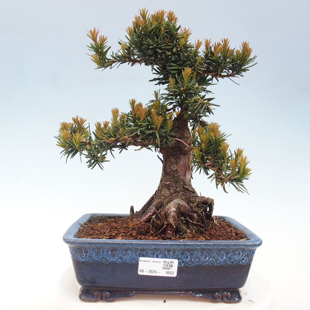 Bonsai im Freien - Taxus cuspidata - Japanische Eibe