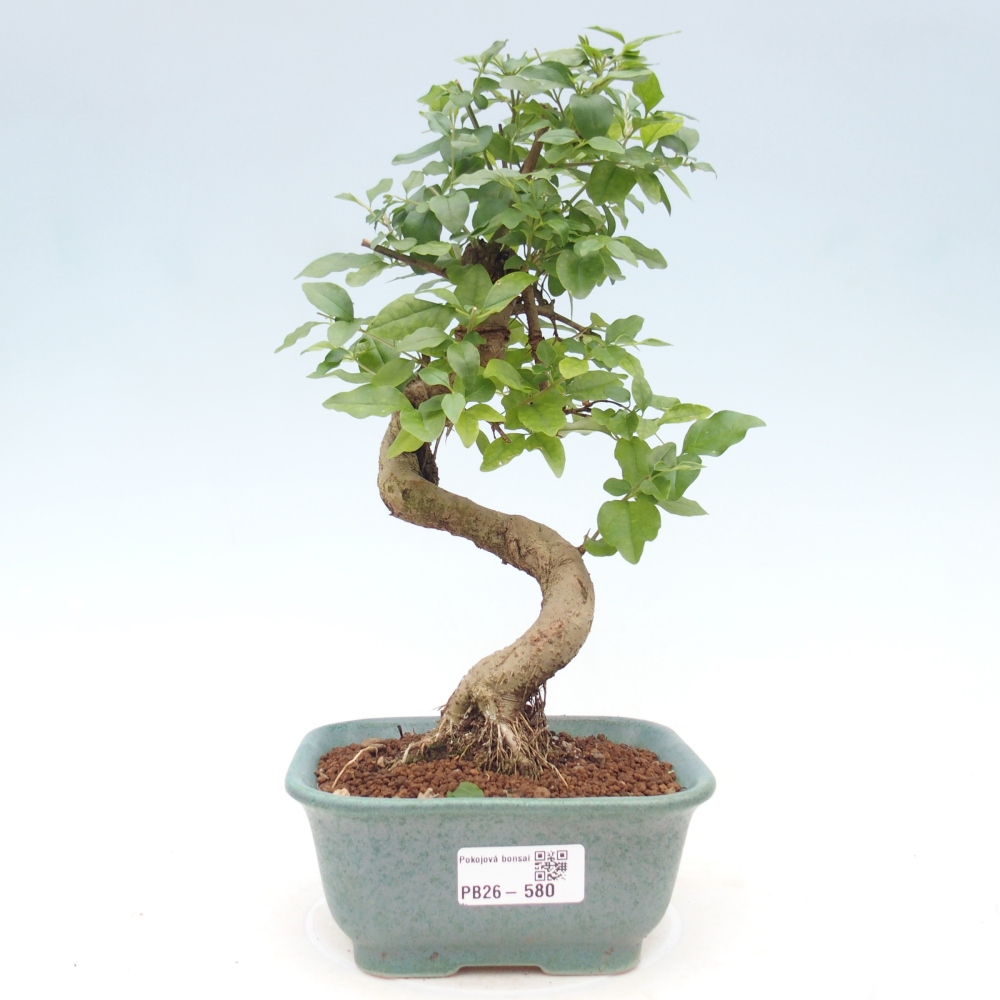 Zimmer Bonsai -Ligustrum chinensis - Vogelschnabel