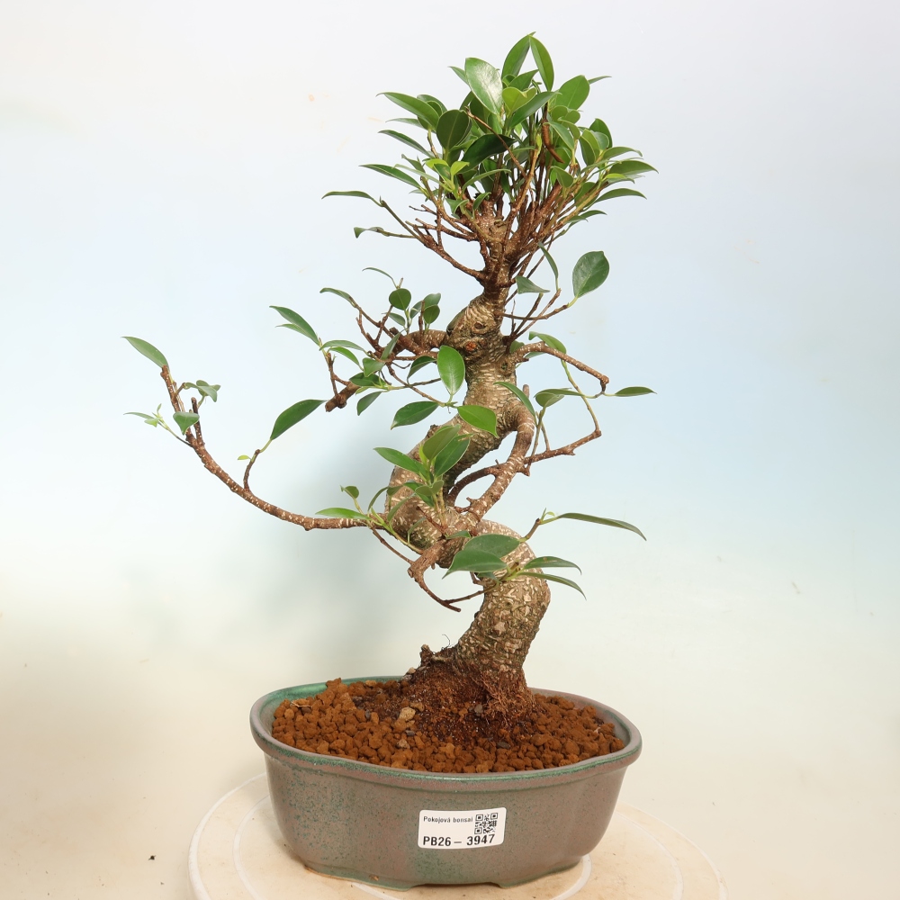 Zimmerbonsai - Ficus kimmen - Kleinblättriger Ficus