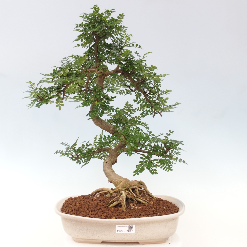 Zimmerbonsai - Zantoxylum piperitum - Pfefferminze