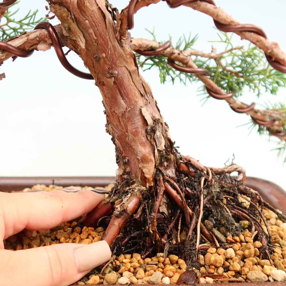 Bonsai für draußen - Juniperus chinensis Kishu