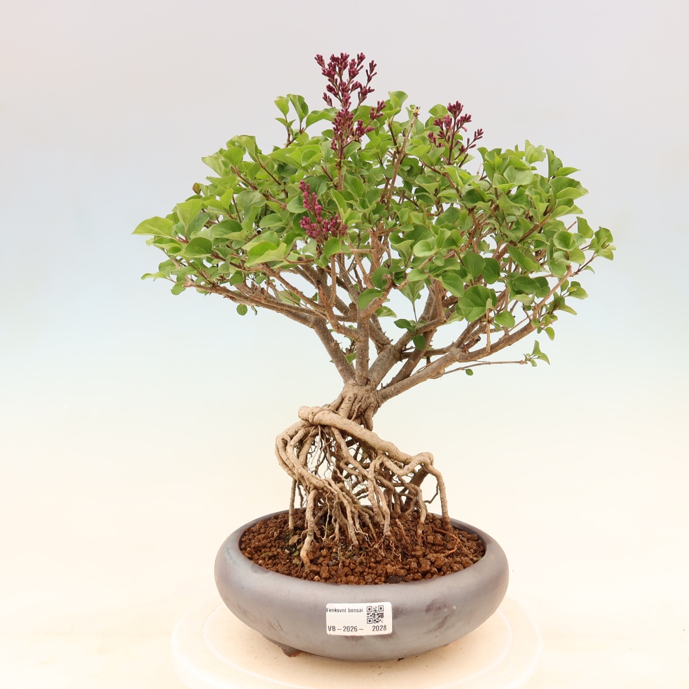 Bonsai für draußen - Syringa microphylla - Kleinblütiger Flieder