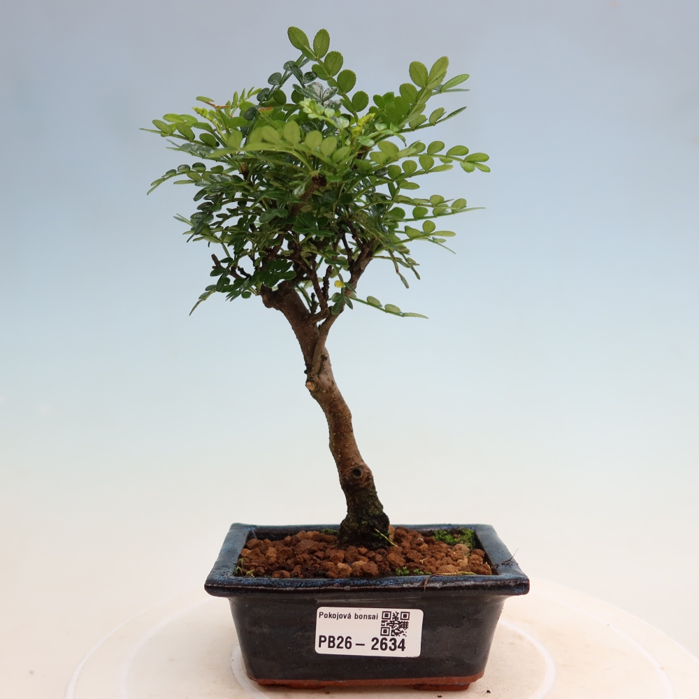 Zimmer Bonsai - Zantoxylum piperitum - Pfefferbaum