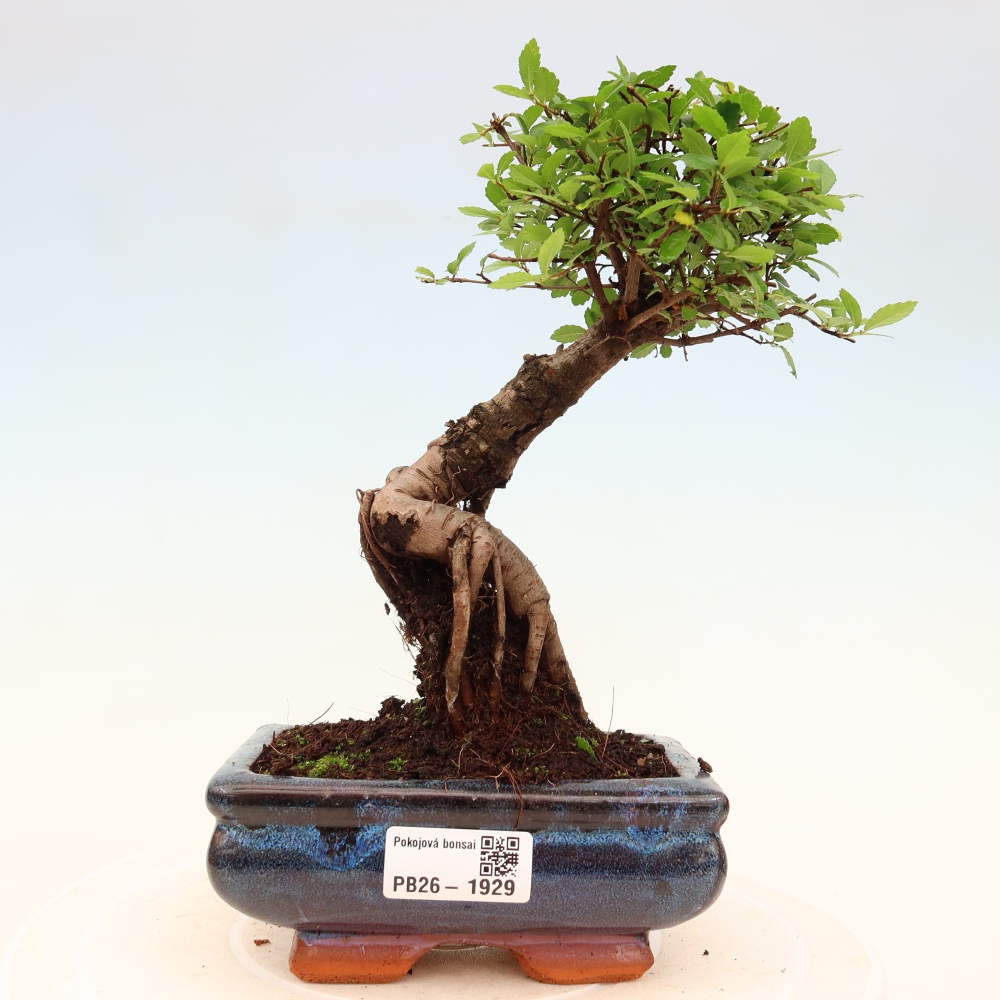 Zimmerbonsai - Ulmus parvifolia - Kleinblättrige Ulme