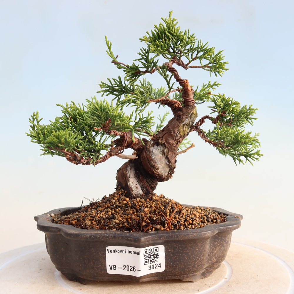 Outdoor bonsai - Juniperus chinensis Itoigawa - Chinese juniper