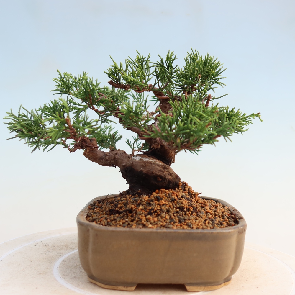 Outdoor bonsai - Juniperus chinensis Itoigawa - Chinese juniper