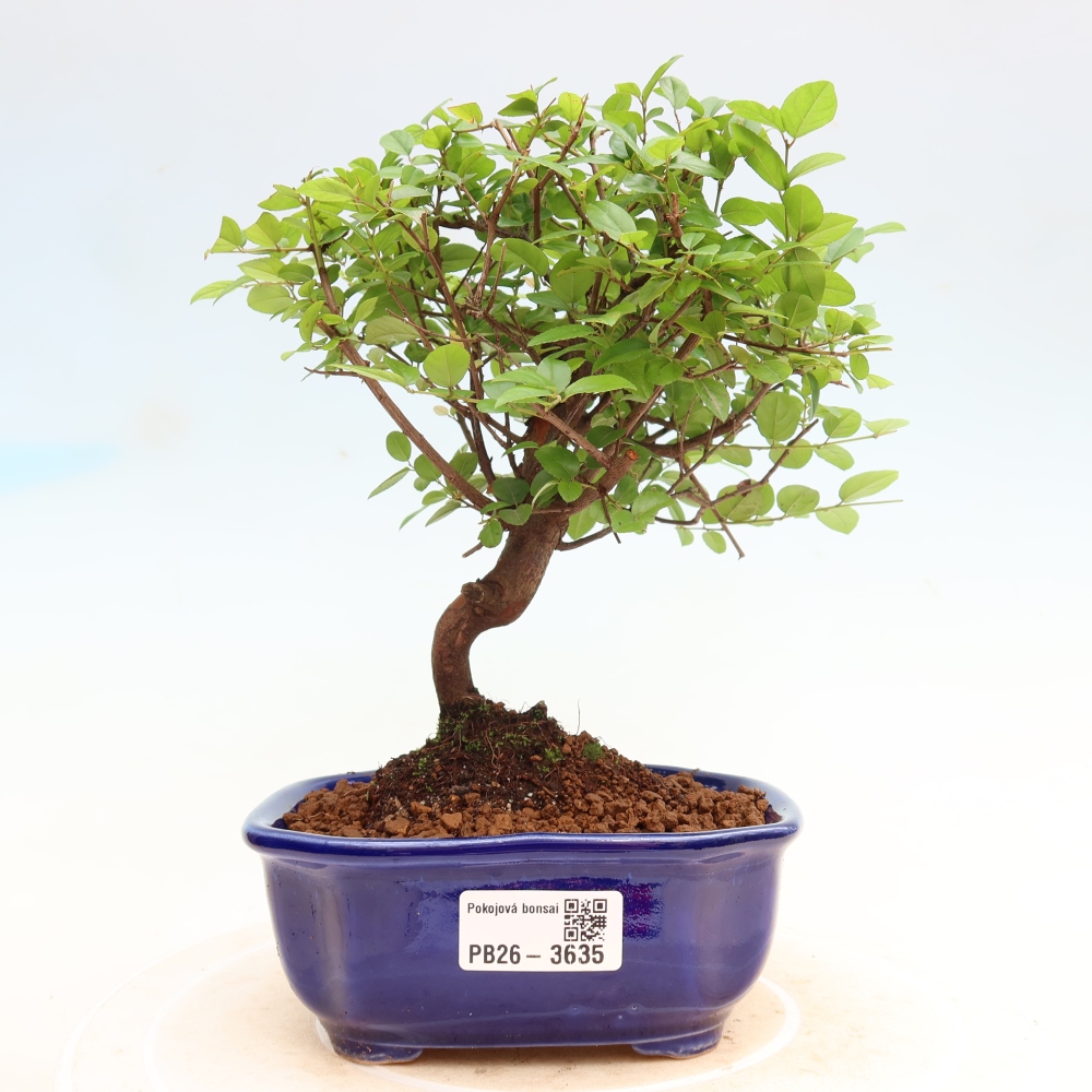 Zimmer Bonsai - Sageretia thea - Sageretia thea