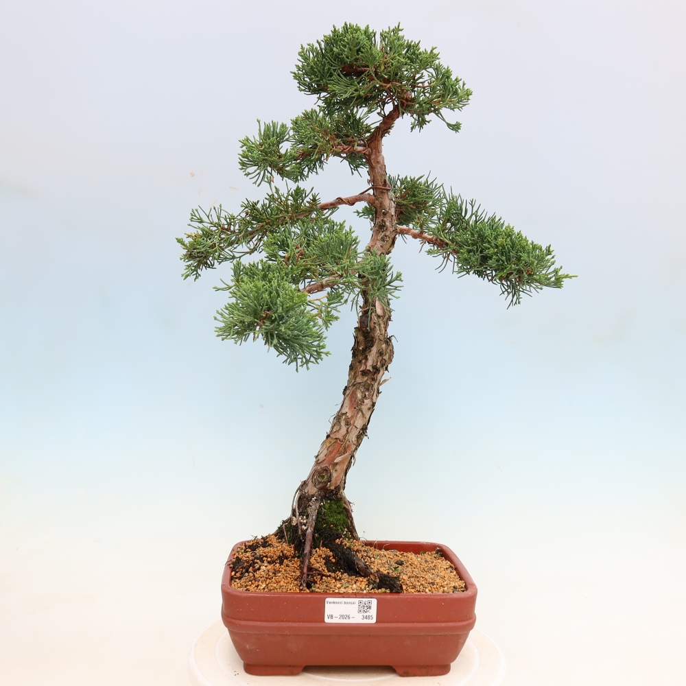 Bonsai für draußen - Juniperus chinensis Kishu