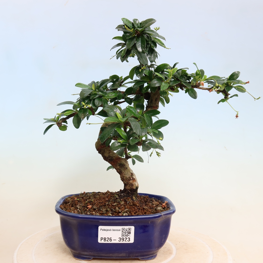Zimmer-Bonsai - Carmona macrophylla - Tee-Fuki