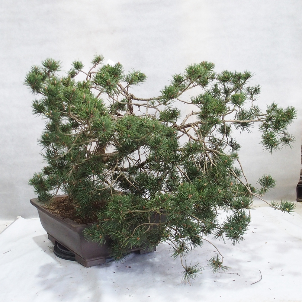 Yamadori - Pinus sylvestris 