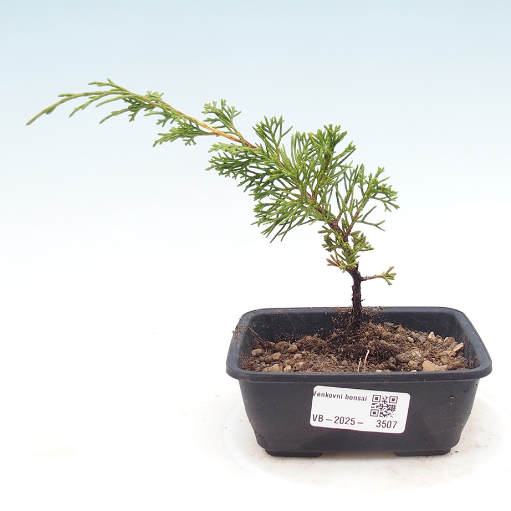 Bonsai für draußen - Juniperus chinensis Itoigawa
