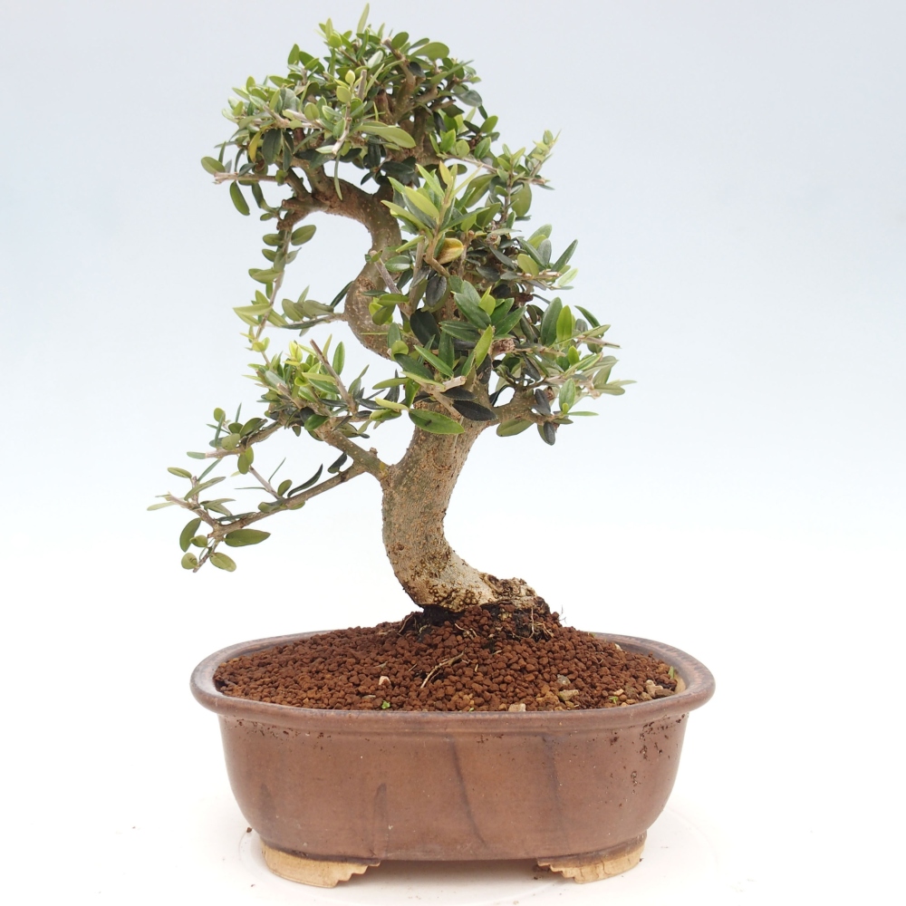 Indoor-Bonsai - Olea europaea sylvestris - Europäisches kleinblättriges Olivenöl