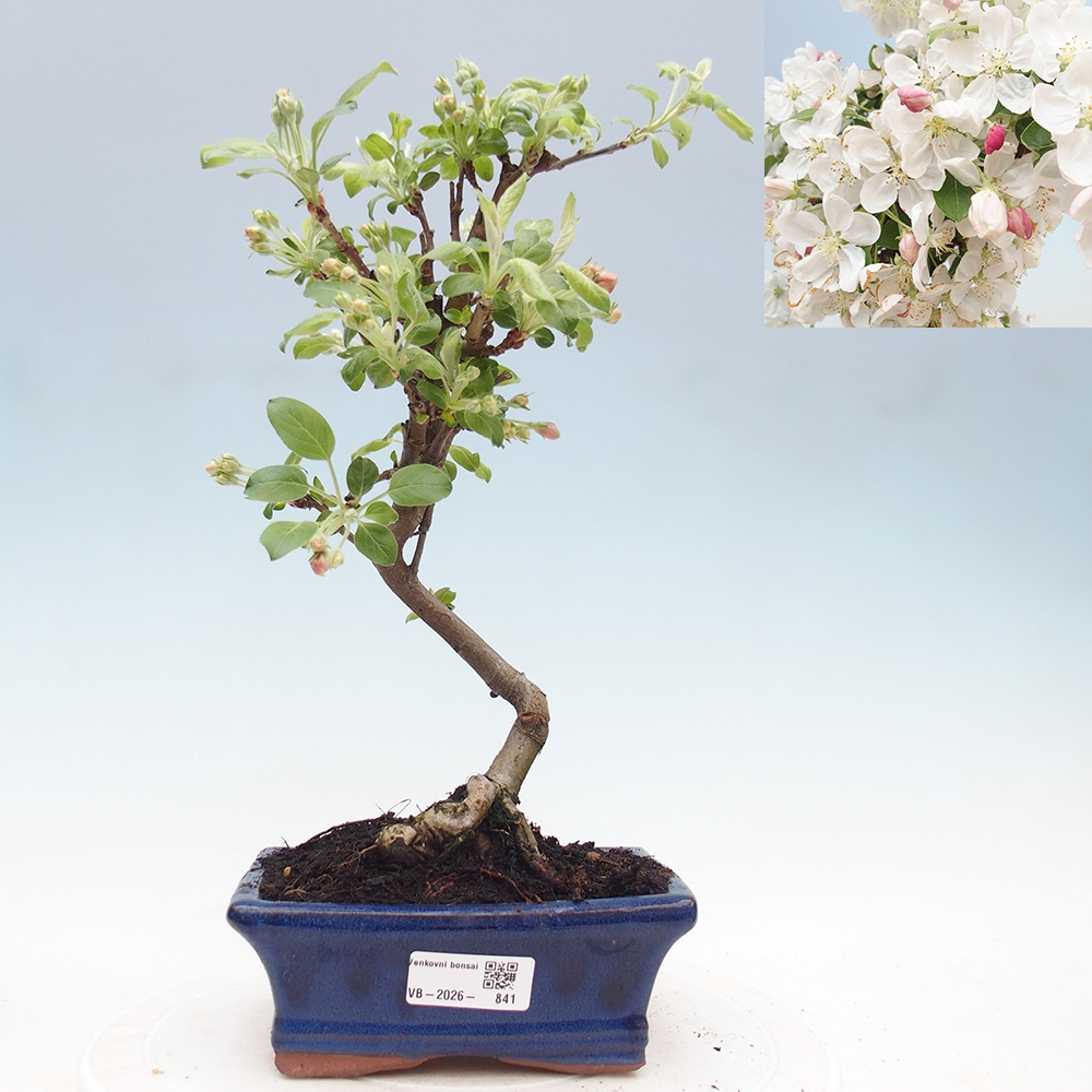 Outdoor-Bonsai -Malus halliana - Kleinfrüchtiger Apfelbaum