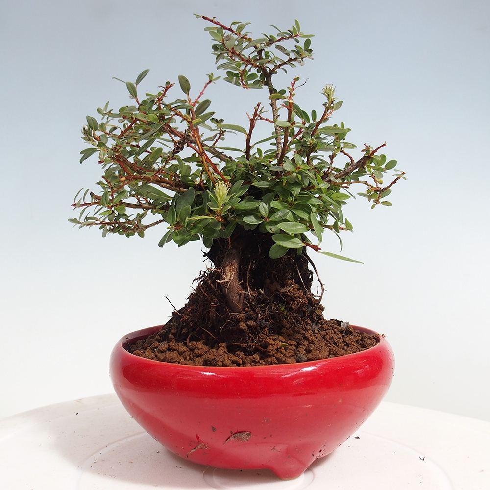 Bonsai im Freien - Salix - Wierzba