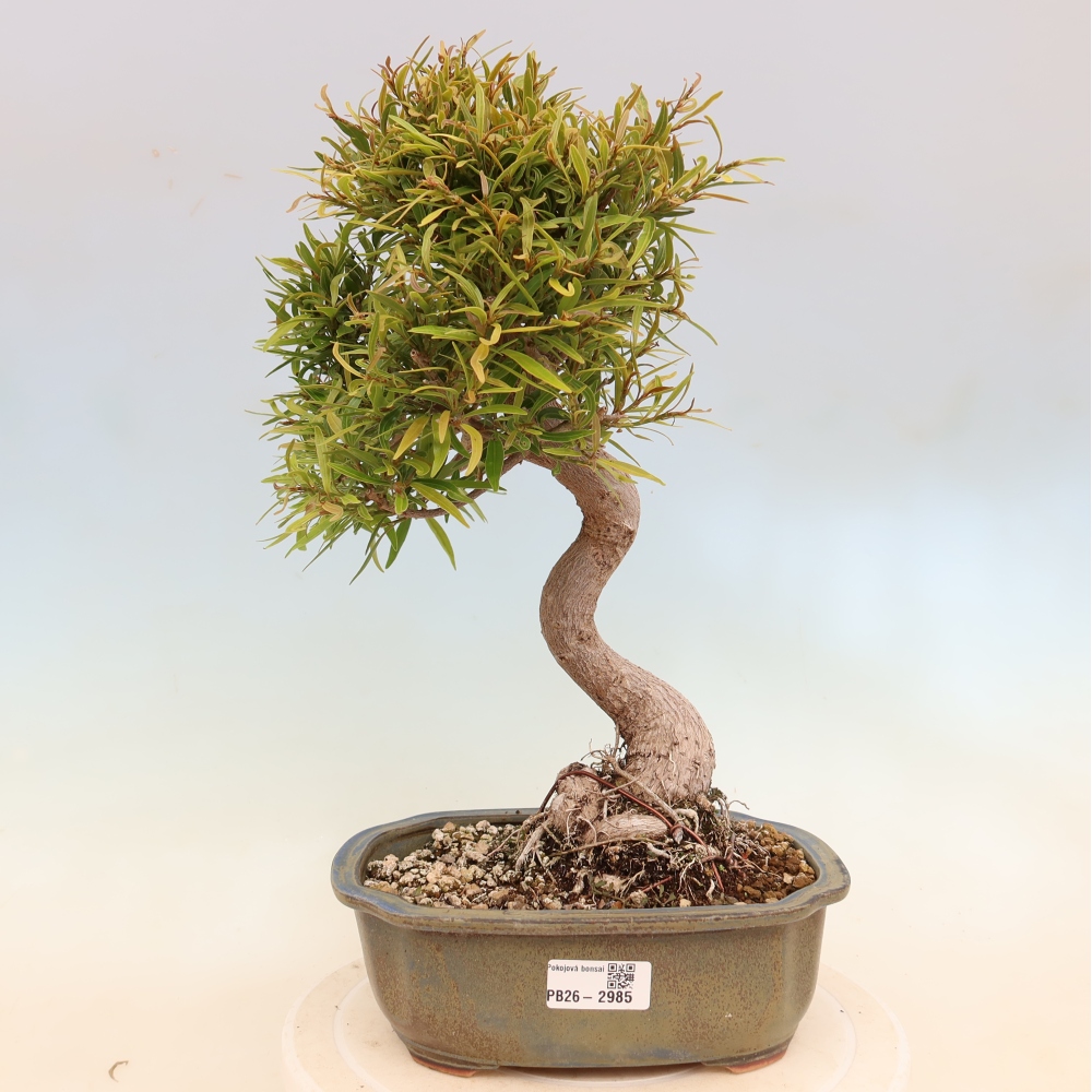 Zimmerbonsai - Ficus nerifolia - Kleinblättriger Ficus