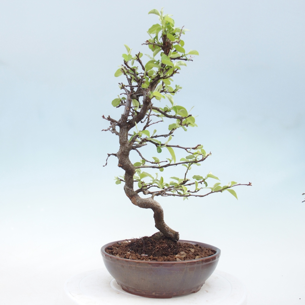 Bonsai für draußen - Chaneomeles chinensis