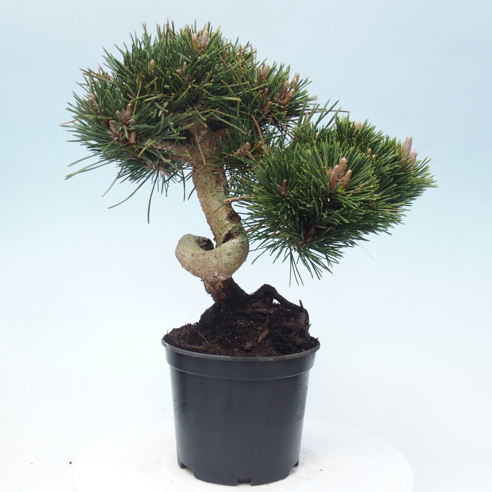 Bonsai für draußen - Pinus thunbergii senjyumaru - Thunberg-Kiefer