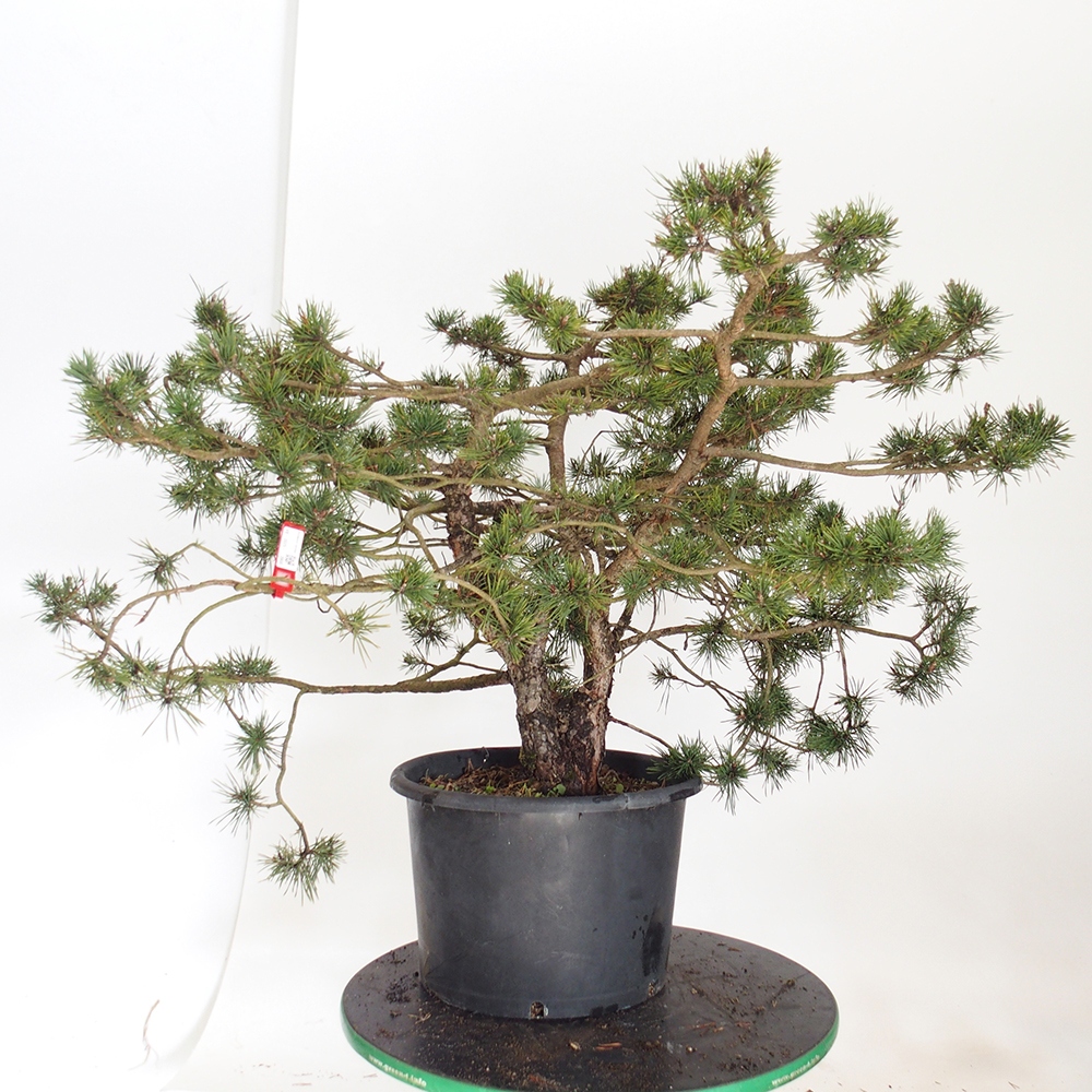 Yamadori - Pinus sylvestris Spanien