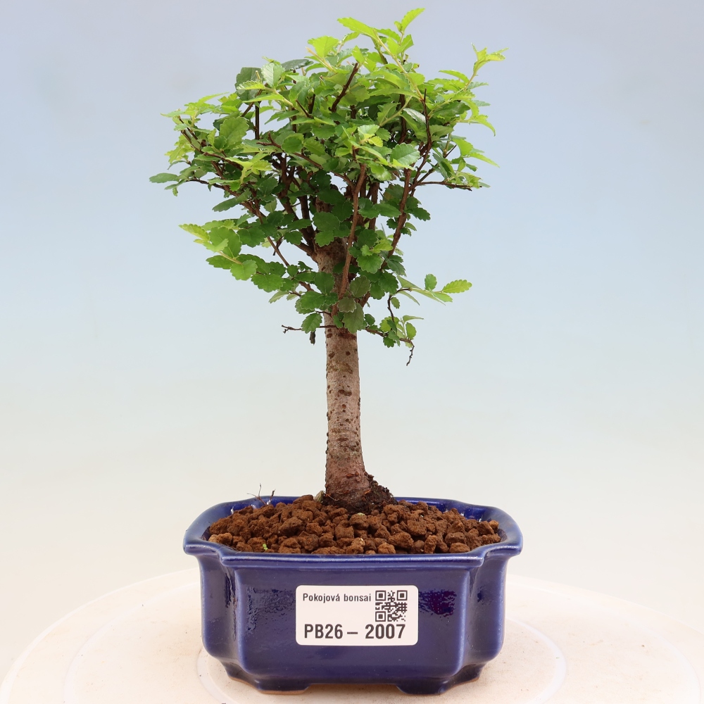 Zimmerbonsai - Ulmus parvifolia - Kleinblättrige Ulme
