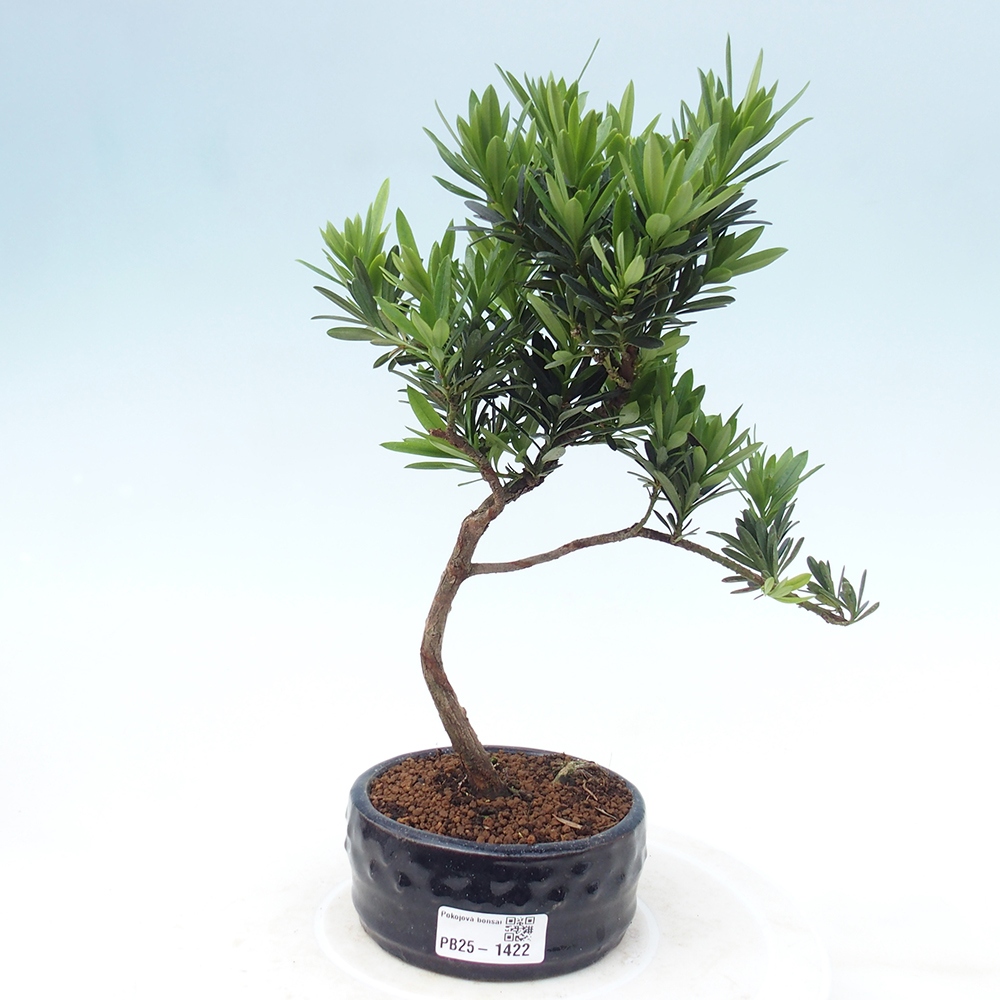 Indoor-Bonsai - Podocarpus - Stein tausend