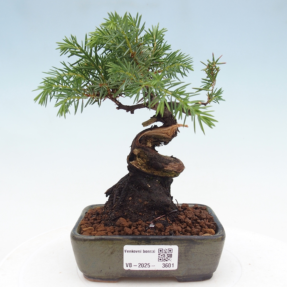 Outdoor-Bonsai - Juniper rigida - Igel-Wacholder
