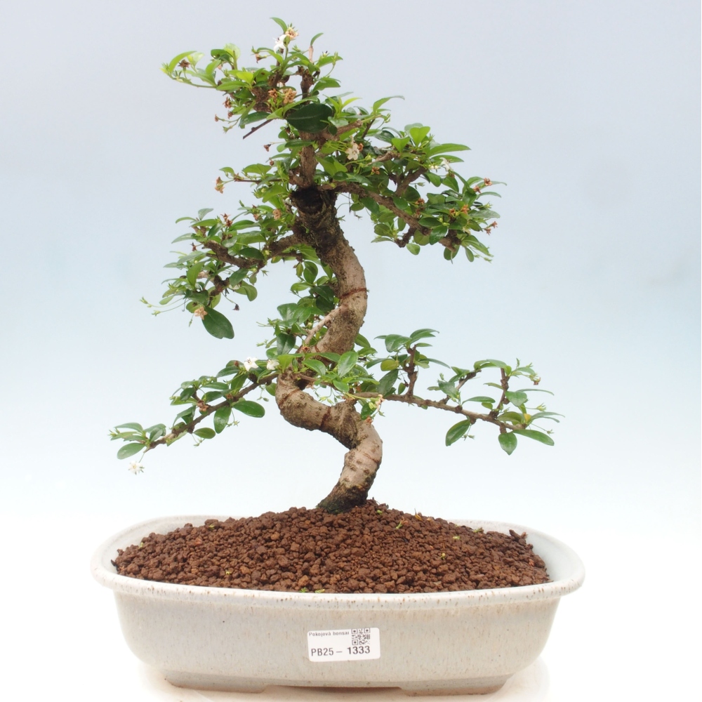 Zimmer Bonsai - Carmona macrophylla - Tea Fuki