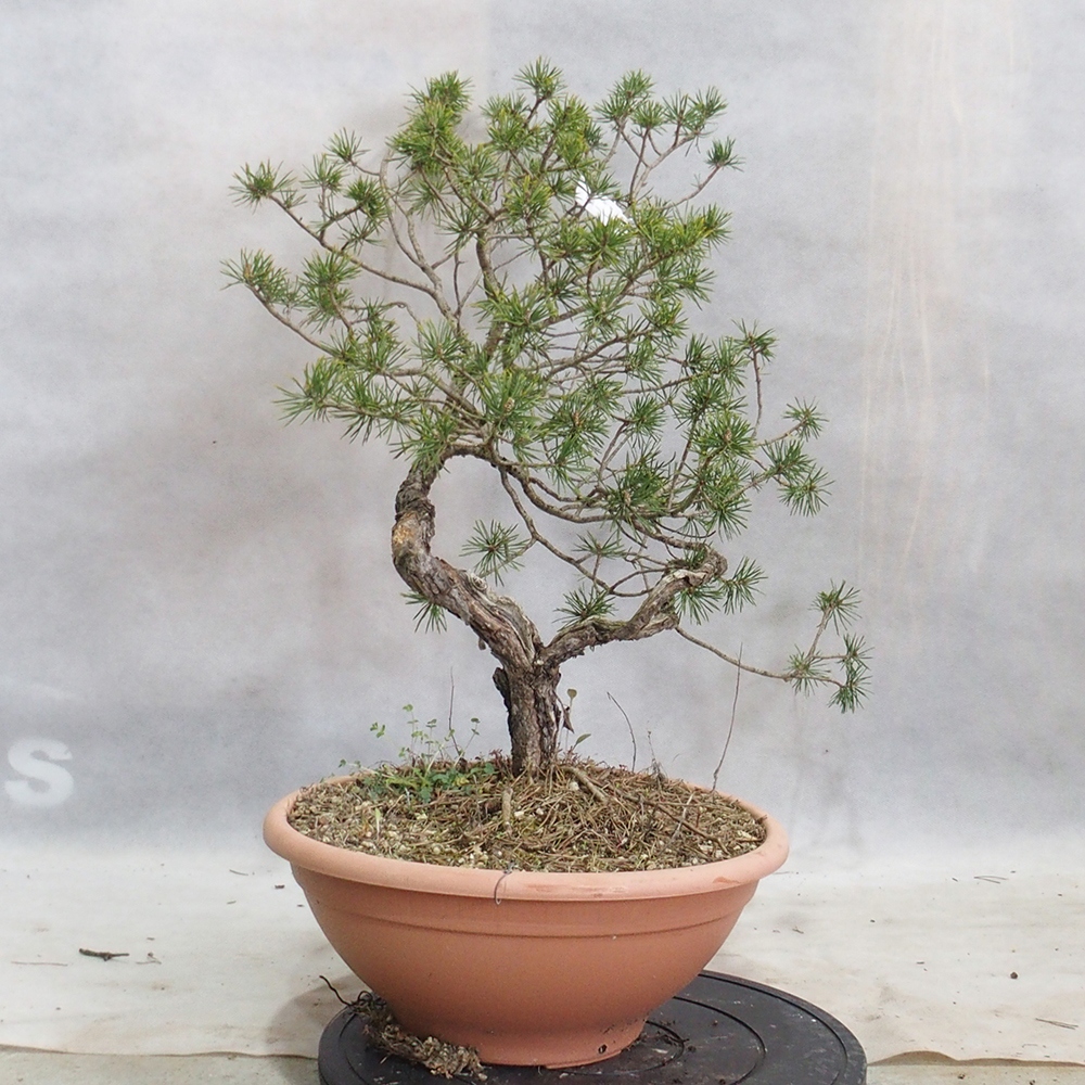 Yamadori - Pinus sylvestris 