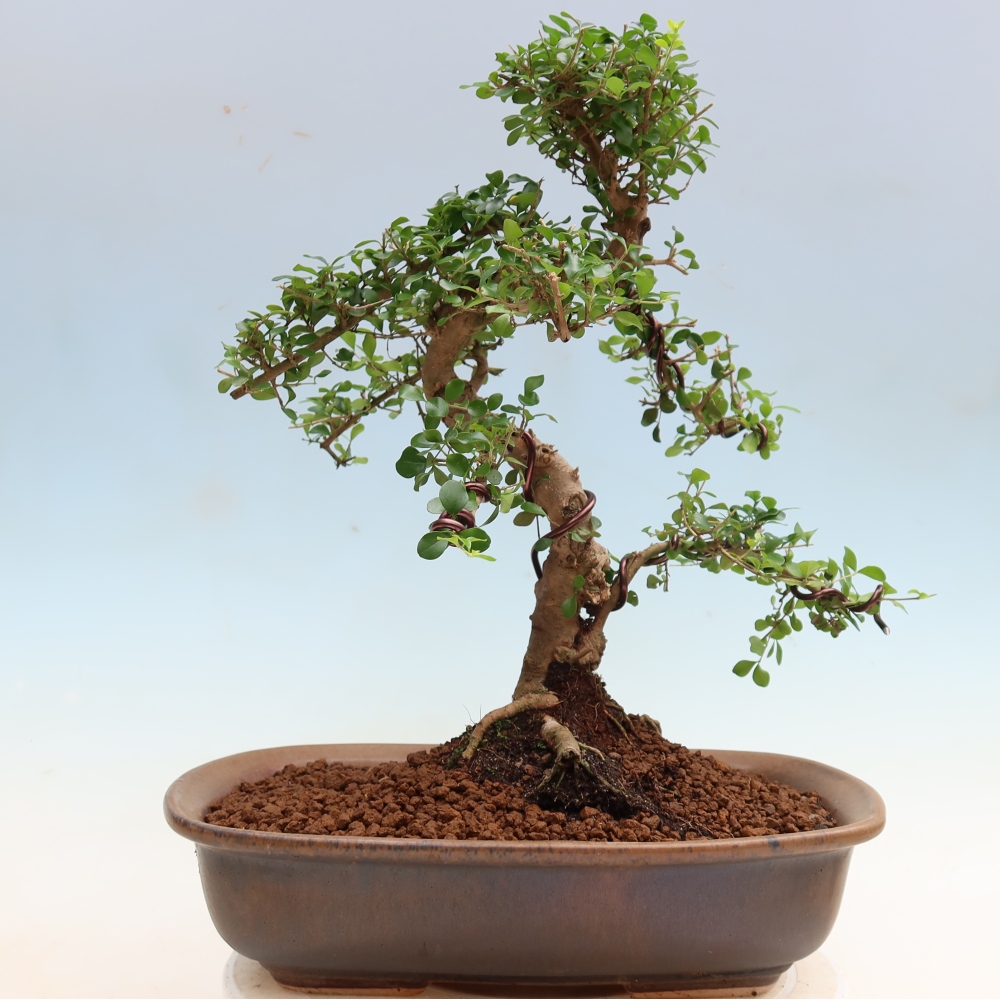 Zimmerbonsai -Ligustrum retusa - Kleinblättriger Vogelschnabel