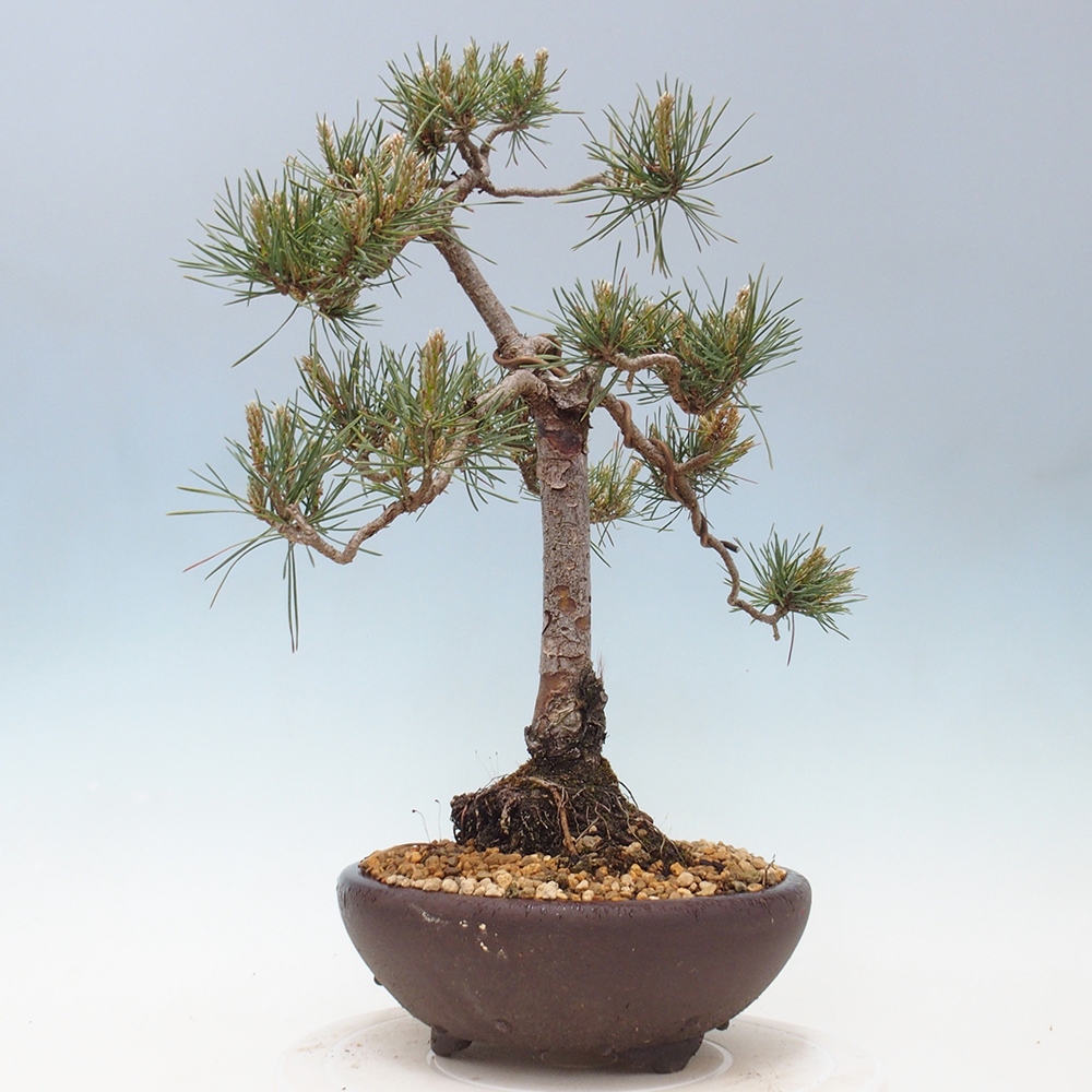 Bonsai im Freien - Pinus Sylvestris - Waldkiefer