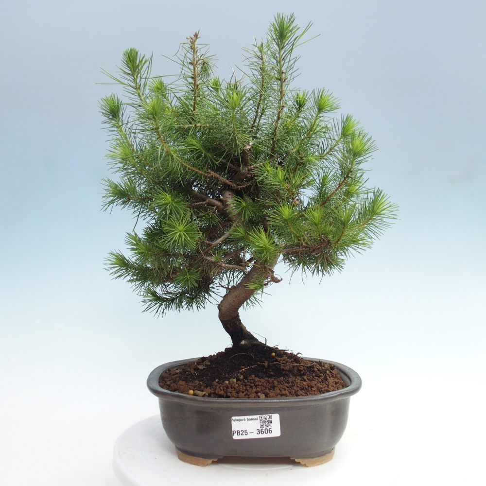 Zimmer Bonsai-Pinus halepensis-Kiefer von Aleppo