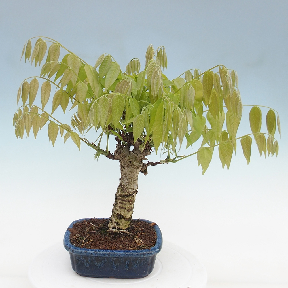 Bonsai im Freien - Wisteria floribunda - Wisteria floribunda