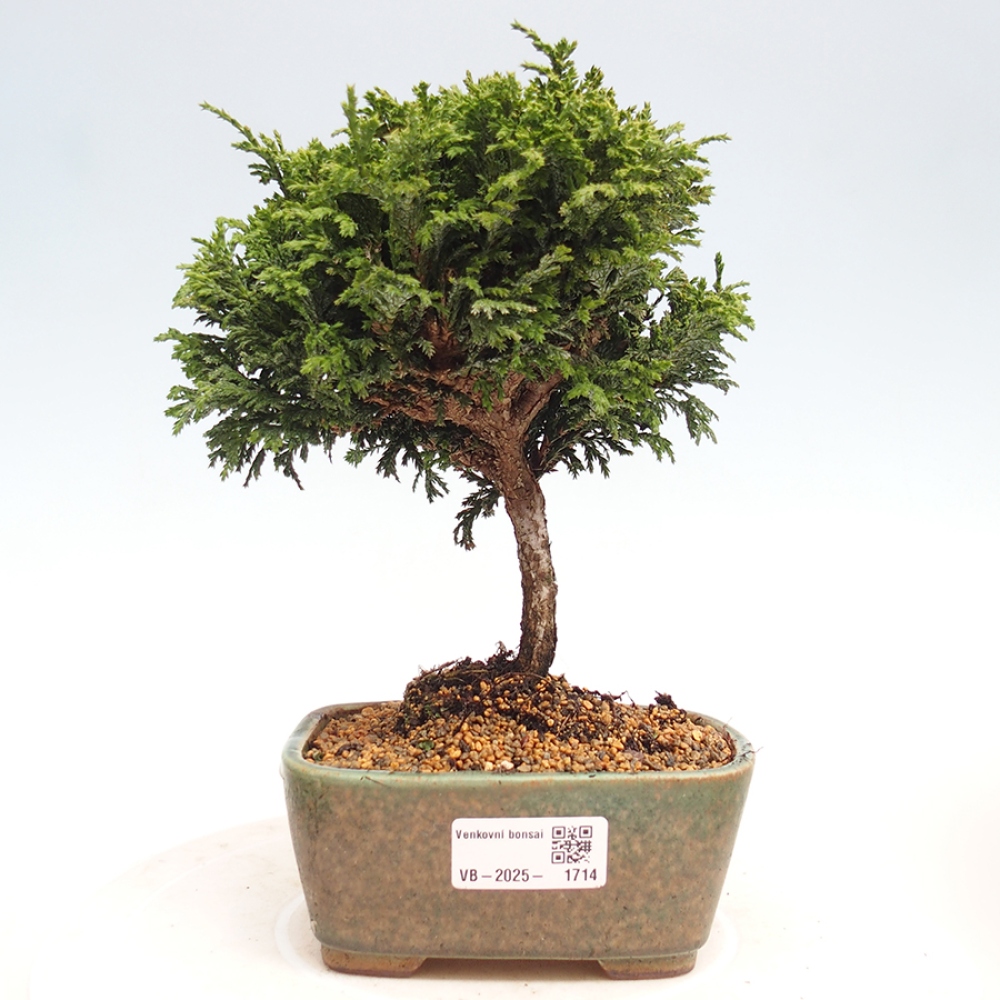 Bonsai im Freien - Cham.pis Parslori - Zypresse