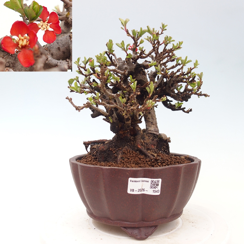 Bonsai für draußen - Chaneomeles speciosa - Quitte