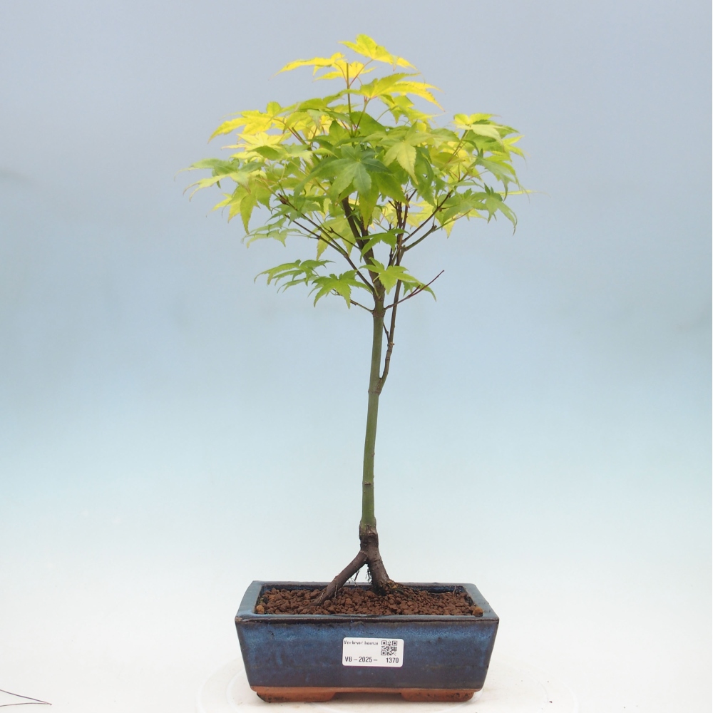 Acer palmatum Aureum - Goldener Palmahorn