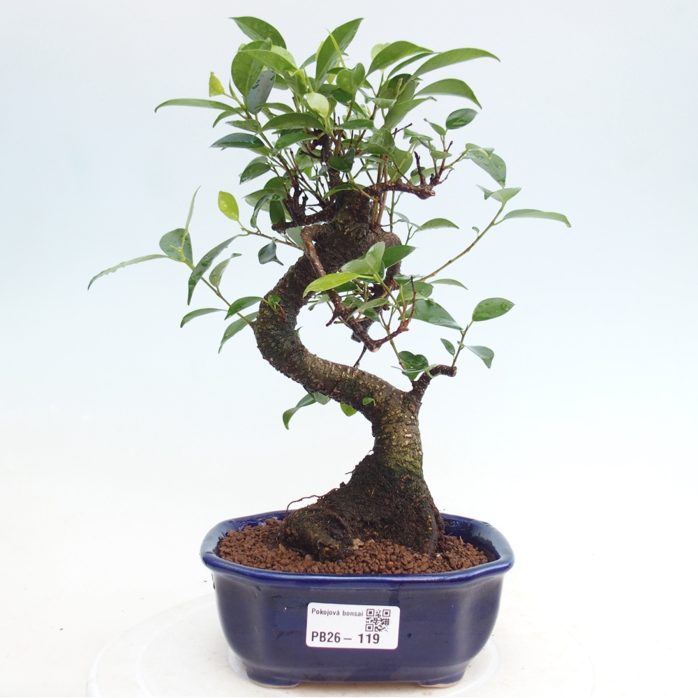 Zimmerbonsai - Ficus retusa - Kleinblättriger Ficus