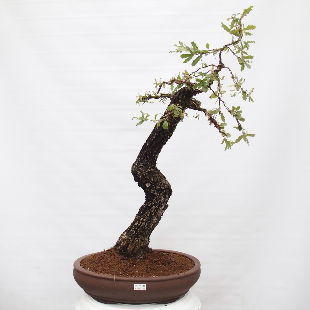 Yamadori - Quercus Ilex - Steineiche