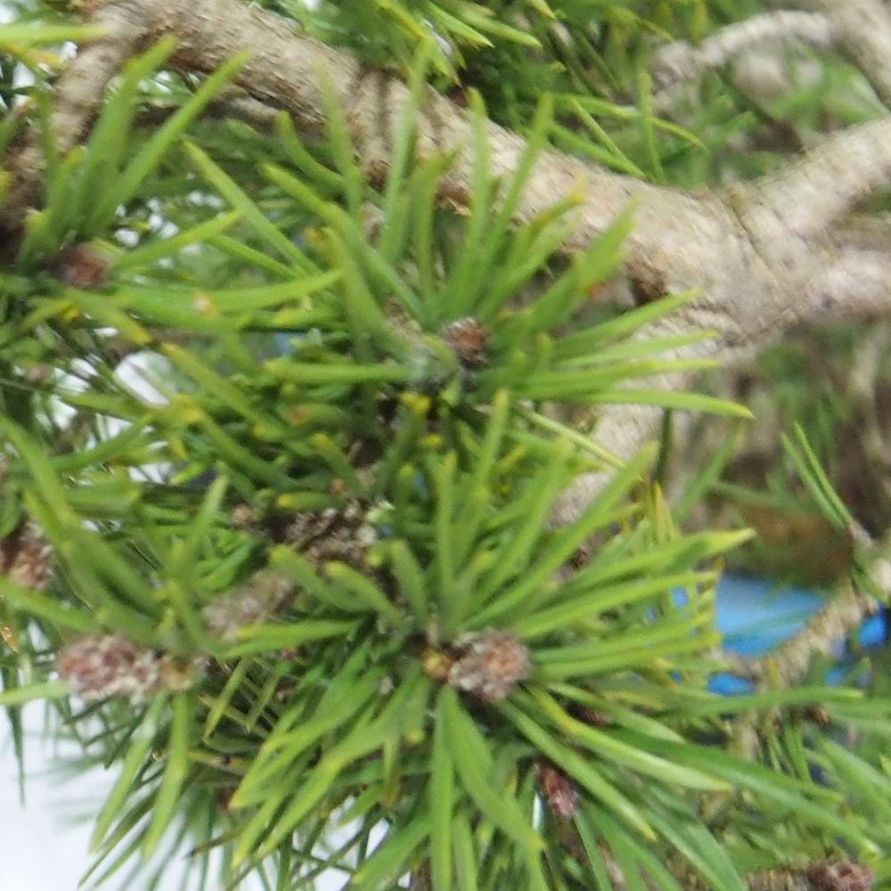 Yamadori - Pinus sylvestris 