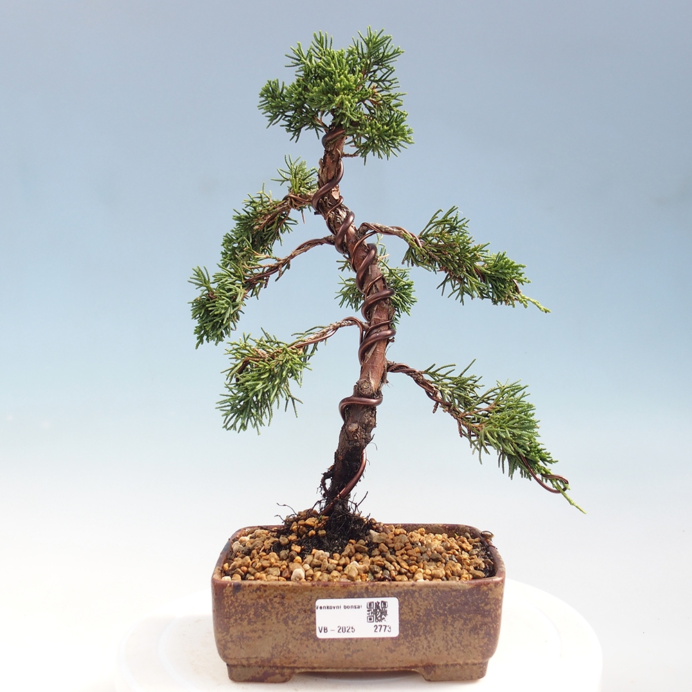 Bonsai im Freien - Juniperus chinensis Kishu - Chinesischer Wacholder