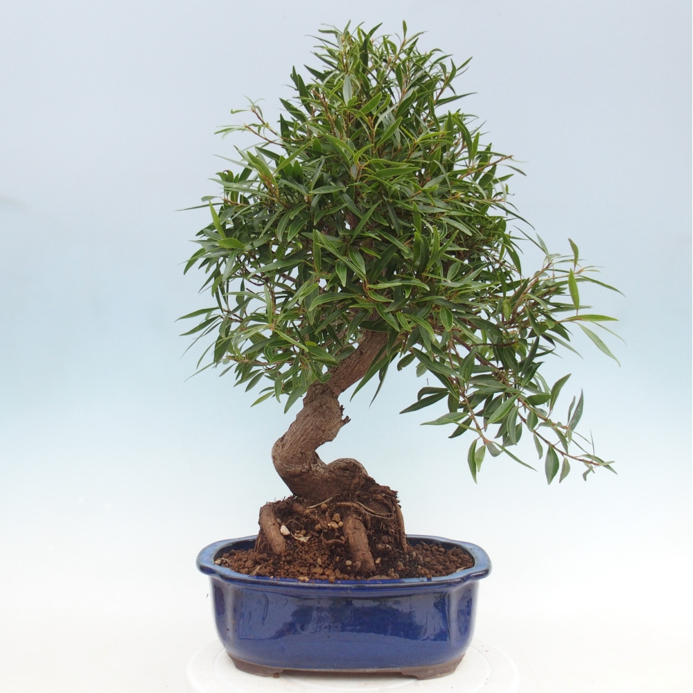 Zimmerbonsai - Ficus nerifolia - Kleinblättriger Ficus