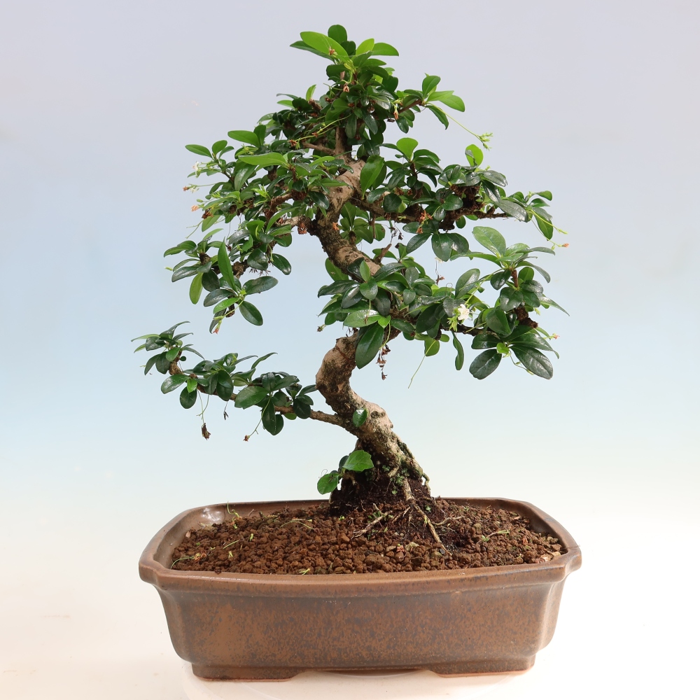 Zimmer-Bonsai - Carmona macrophylla - Tee-Fuki