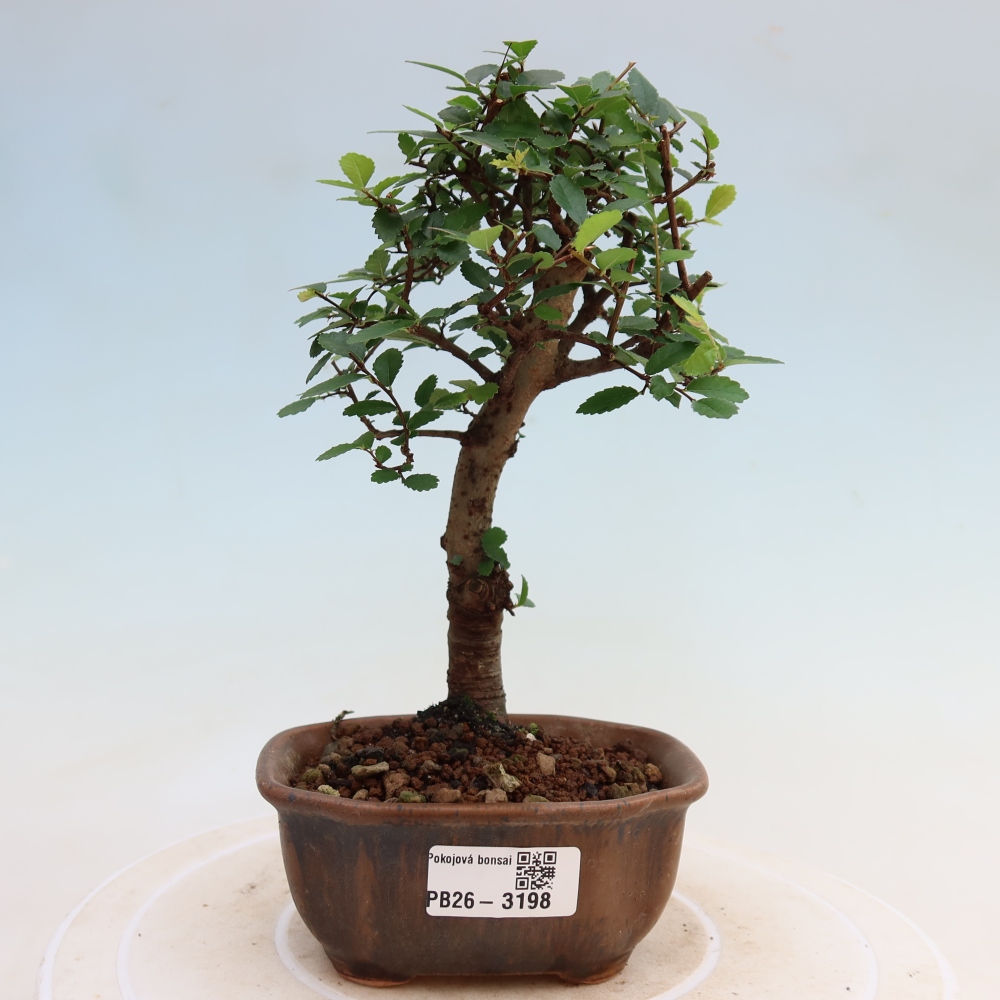 Zimmerbonsai - Ulmus parvifolia - Kleinblättrige Ulme