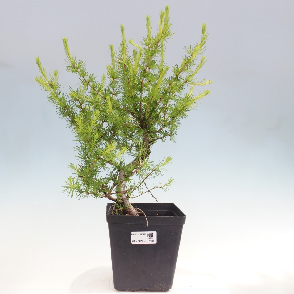 Bonsai für draußen -Larix decidua - Lärche