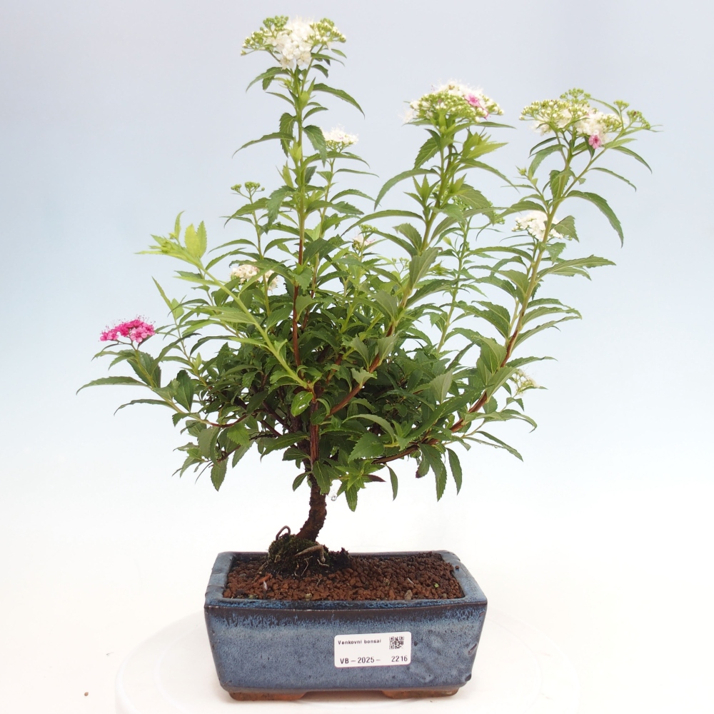 Bonsai im Freien - Spirea japonica GENPSI