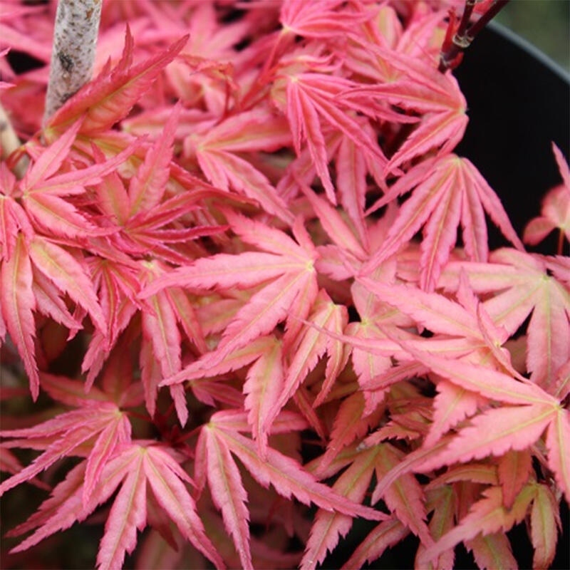 Ahorn - Acer palmatum Beni Tsukasa