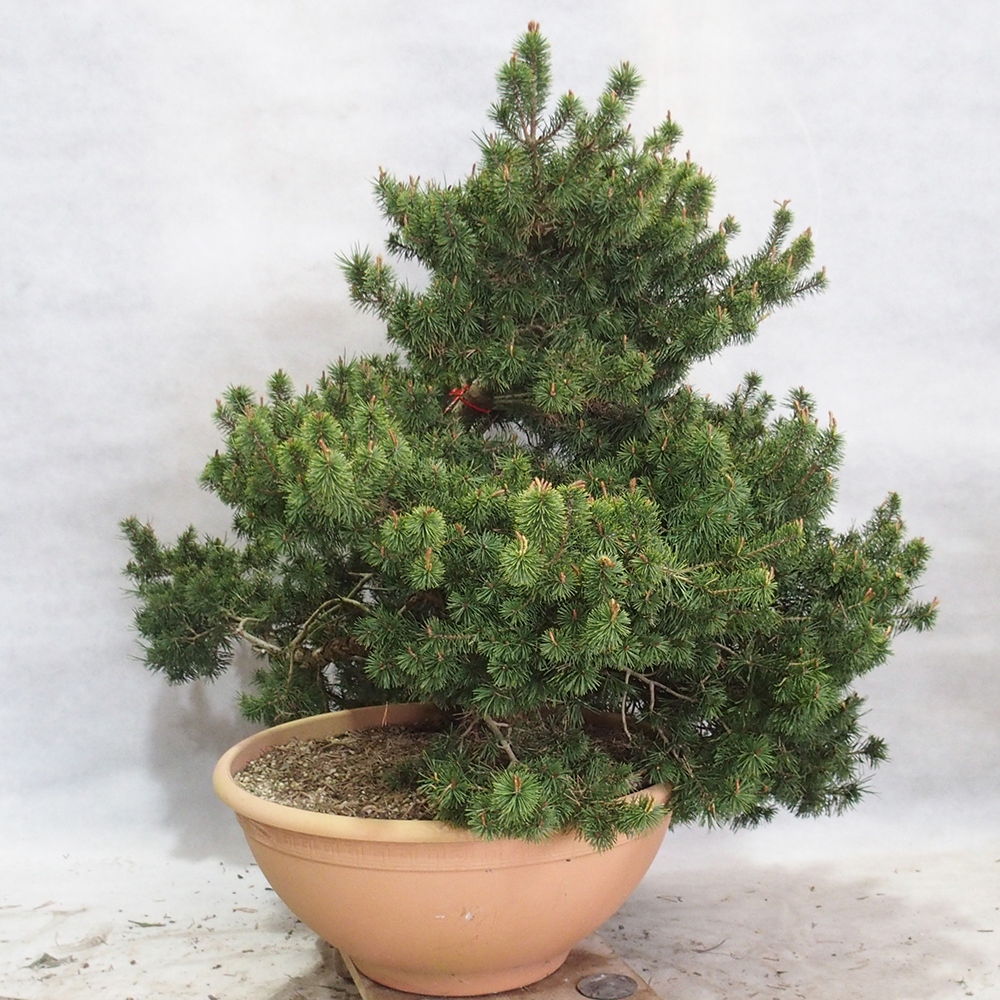 Yamadori - Pinus sylvestris 