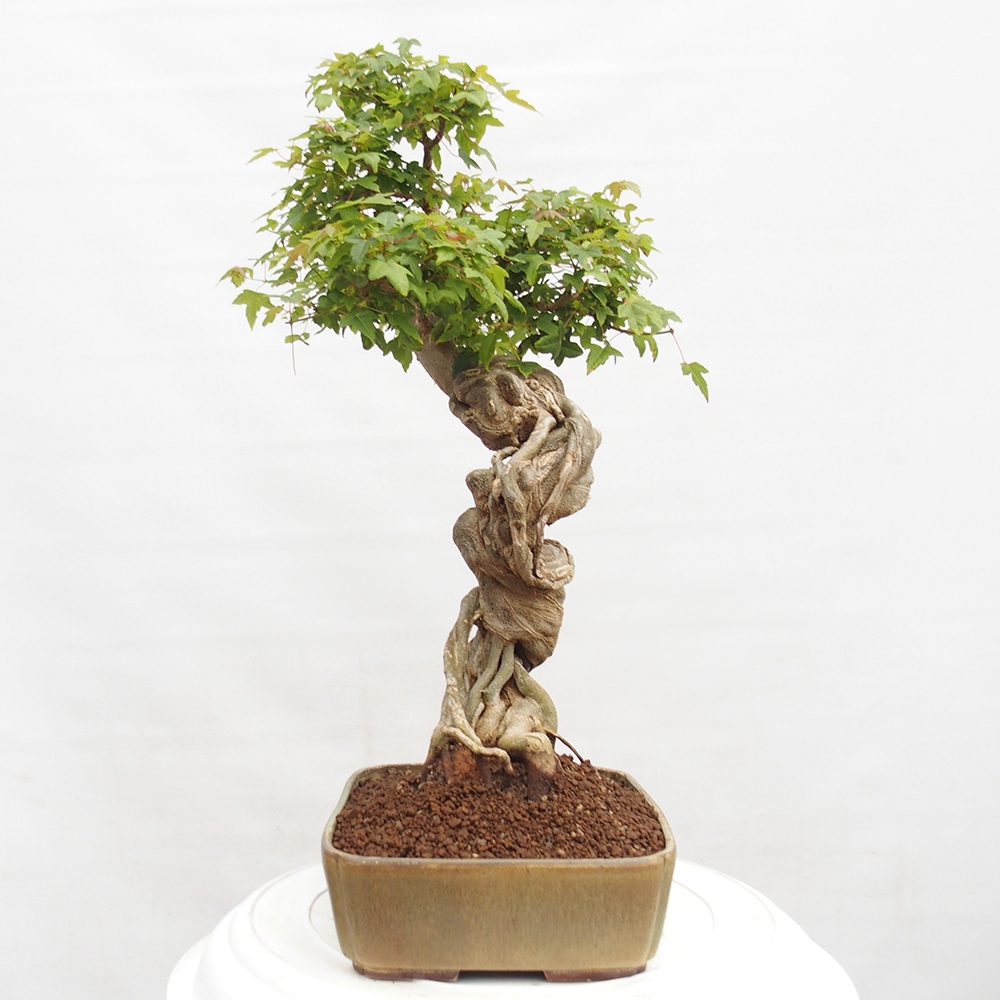 Bonsai im Freien - Ahorn Buergerianum - Burger Maple