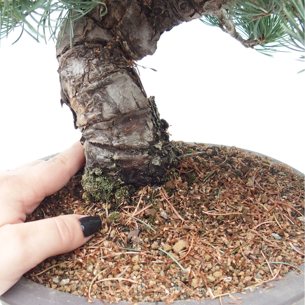 Bonsai im Freien - Pinus parviflora - kleine Kiefer