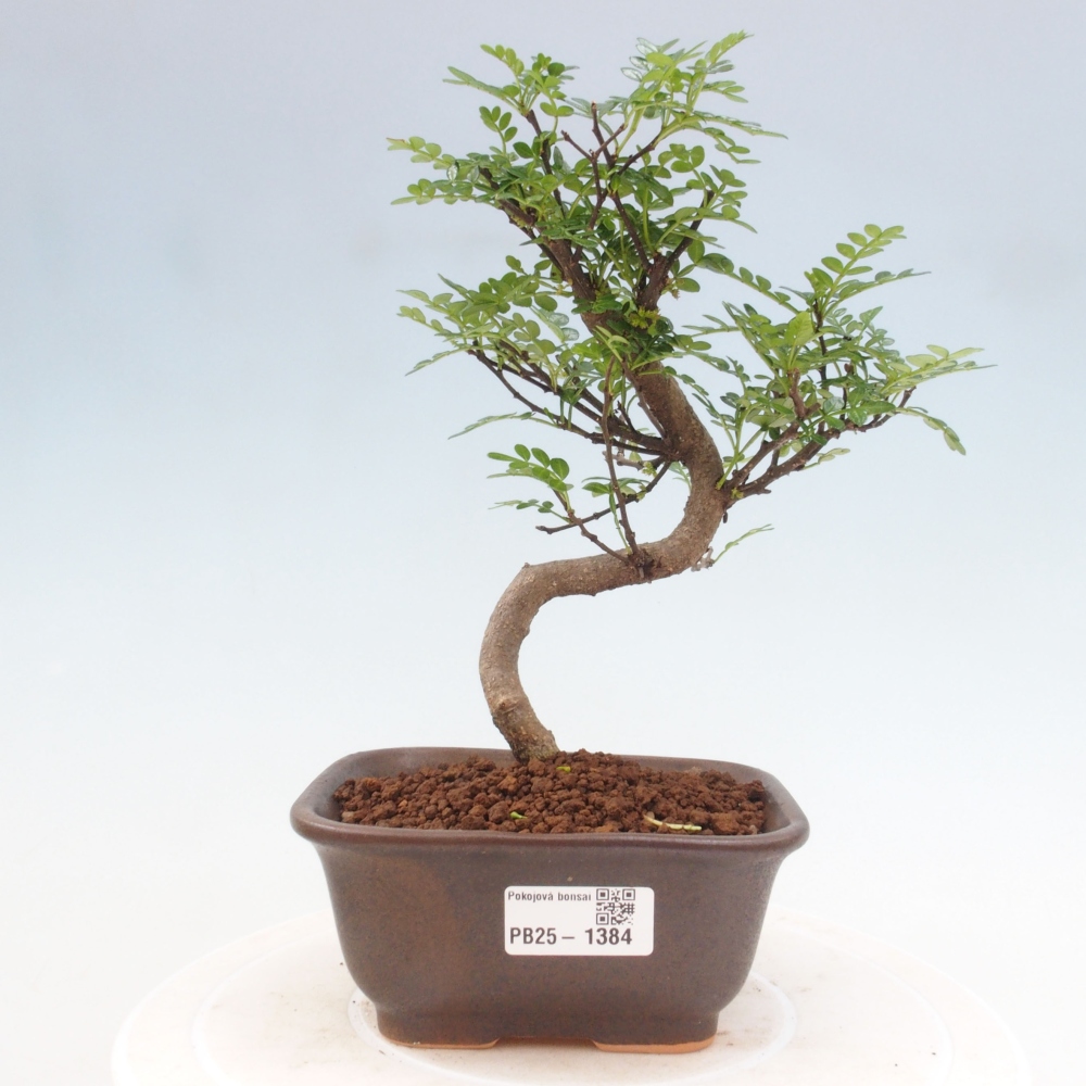 Indoor-Bonsai - Zantoxylum piperitum - Pfefferminze