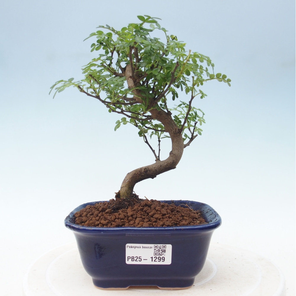Indoor-Bonsai - Zantoxylum piperitum - Pfefferminze