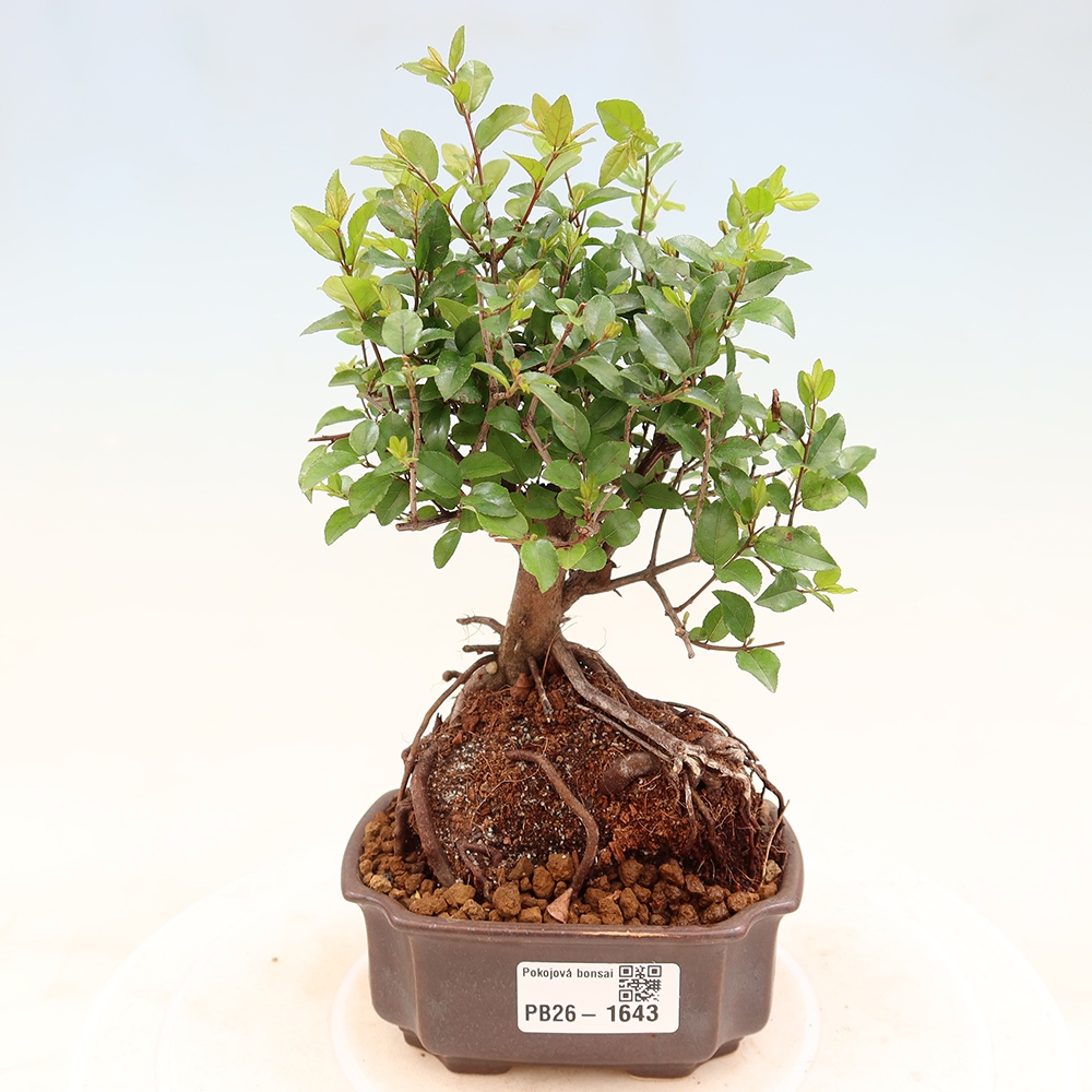 Zimmer Bonsai - Sageretia thea - Sageretia thea